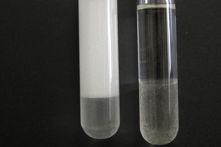  No tubo à esquerda, emulsão total de hidrocarboneto formada a partir de biossurfactante produzido por microrganismo (Foto: Arquivo Ani Matsuura / CPqLMD) 